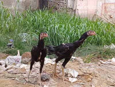 Aseel Lani Chicks Pair For Sale – Healthy & Active