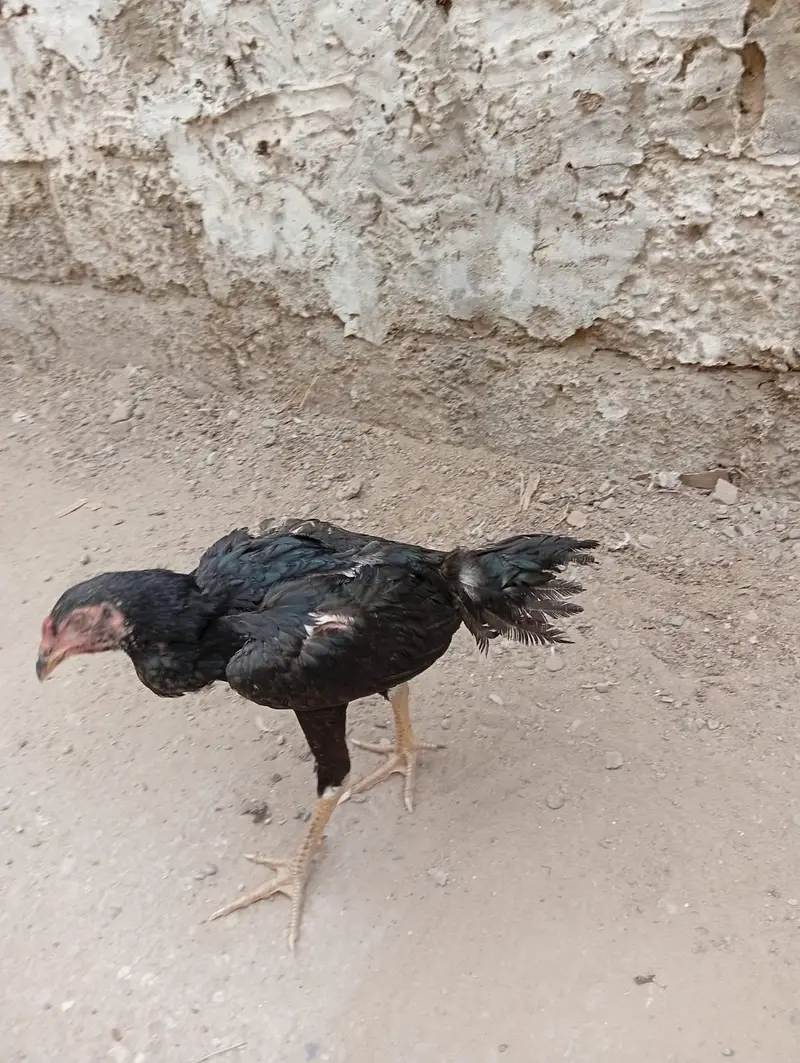 Aseel Lani Chicks Pair For Sale – Healthy & Active — photo 2