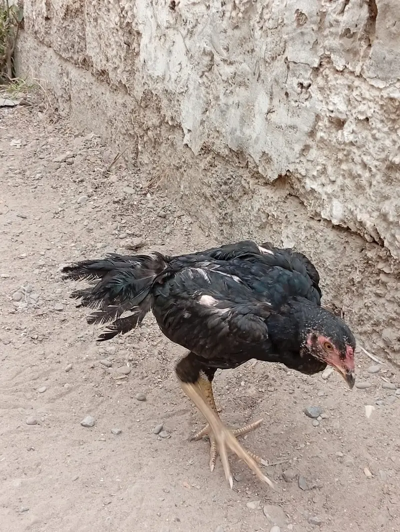 Aseel Lani Chicks Pair For Sale – Healthy & Active — photo 3