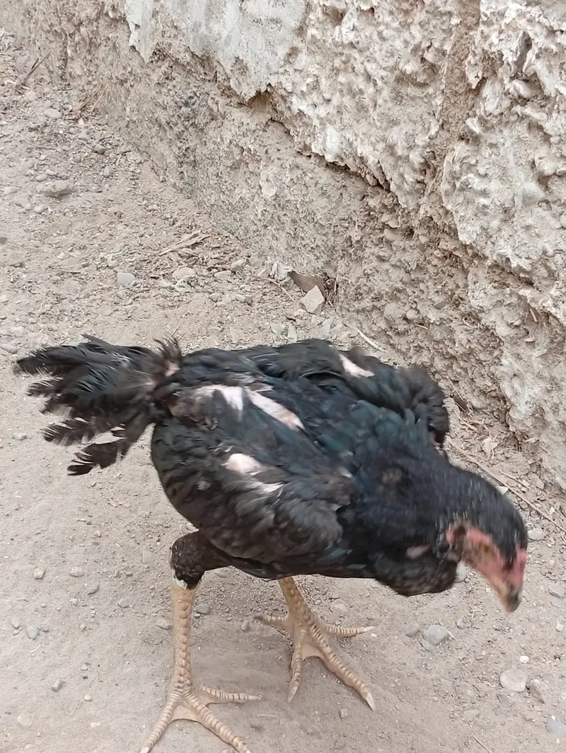 Aseel Lani Chicks Pair For Sale – Healthy & Active — photo 4