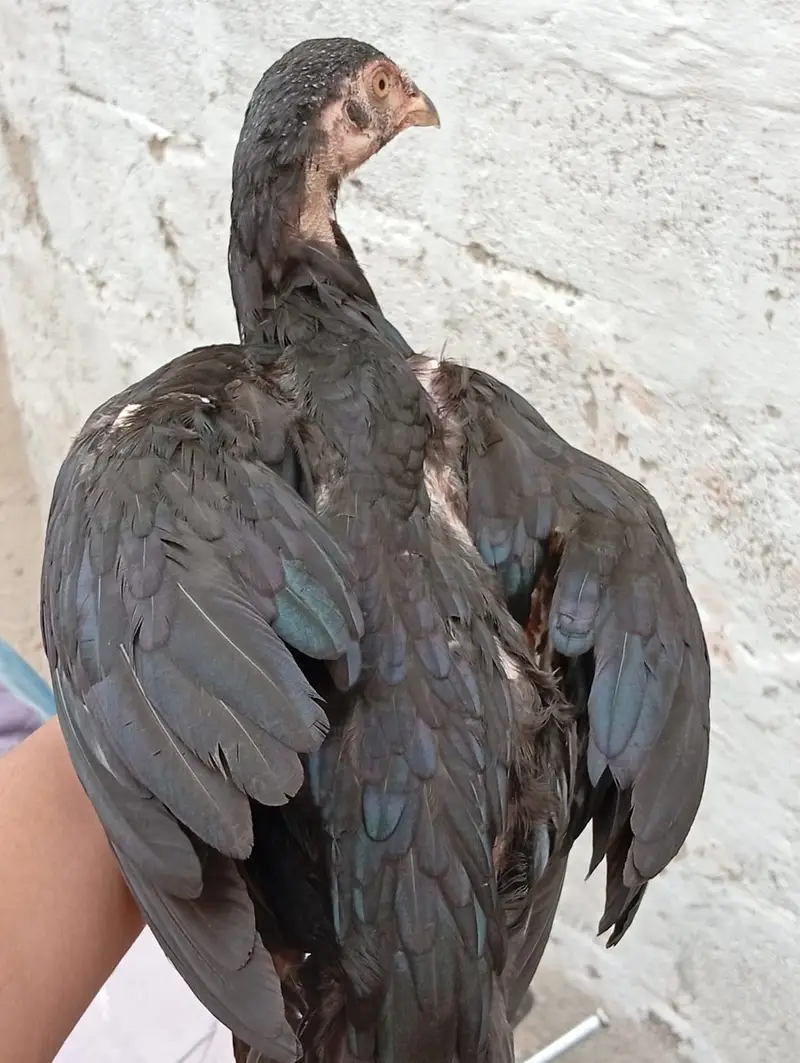 Aseel Lani Chicks Pair For Sale – Healthy & Active — photo 5