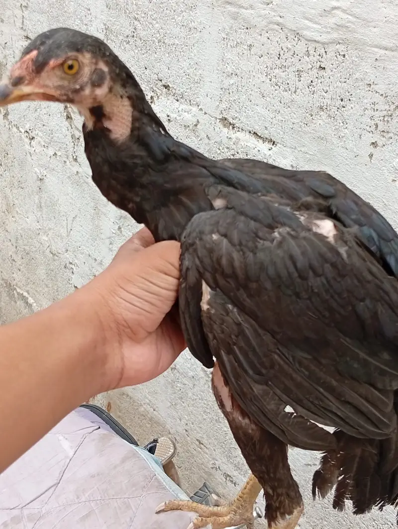 Aseel Lani Chicks Pair For Sale – Healthy & Active — photo 6