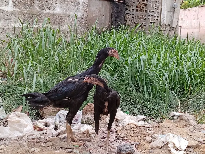 Aseel Lani Chicks Pair For Sale – Healthy & Active — photo 7