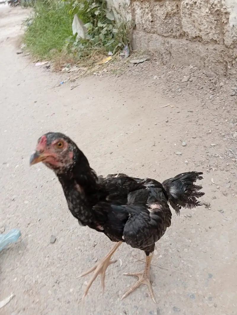 Aseel Lani Chicks Pair For Sale – Healthy & Active — photo 8