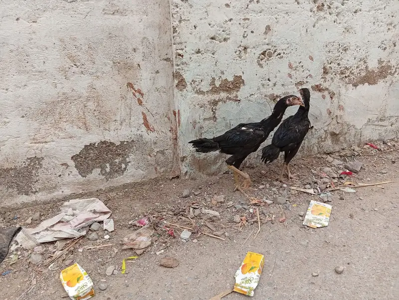 Aseel Lani Chicks Pair For Sale – Healthy & Active — photo 9