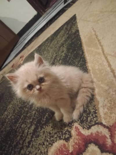 parsion cat 2 month 03191413081