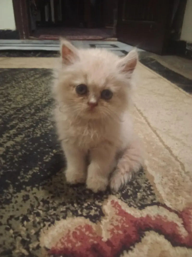 parsion cat 2 month 03191413081 — photo 2