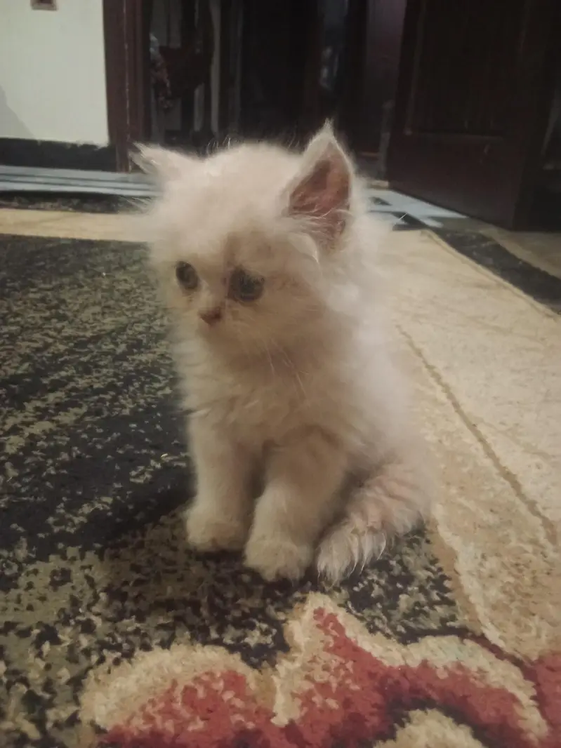 parsion cat 2 month 03191413081 — photo 3