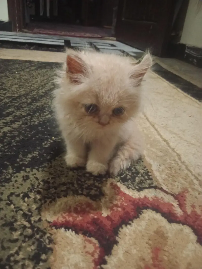 parsion cat 2 month 03191413081 — photo 4