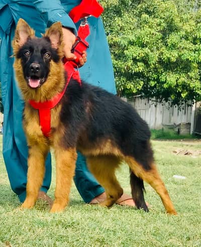 German shepherd long coat  full security guard female for sale