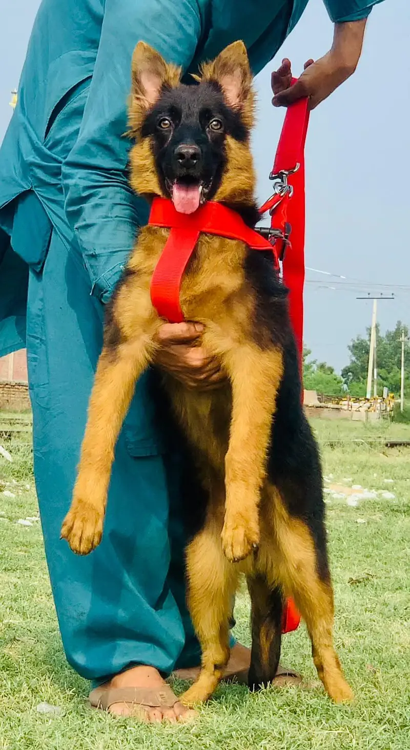 German shepherd long coat  full security guard female for sale — photo 2
