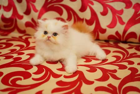 Persain kittens/ triple coated / fluffy / semi punch face kittens