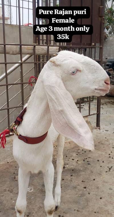 Pure  Rajanpuri Female