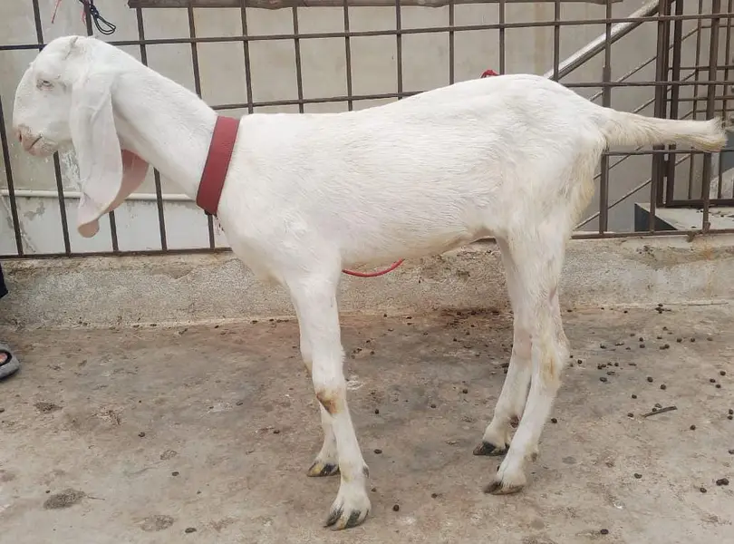 Pure  Rajanpuri Female — photo 2