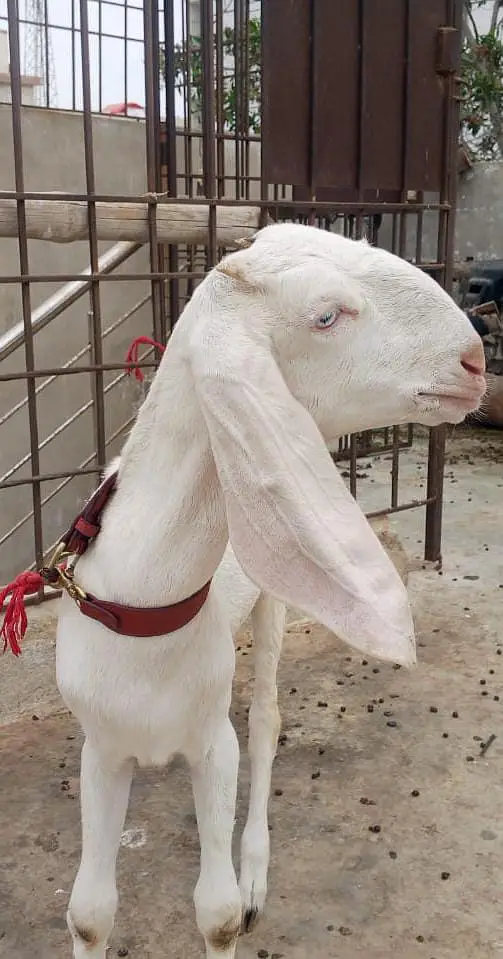 Pure  Rajanpuri Female — photo 3