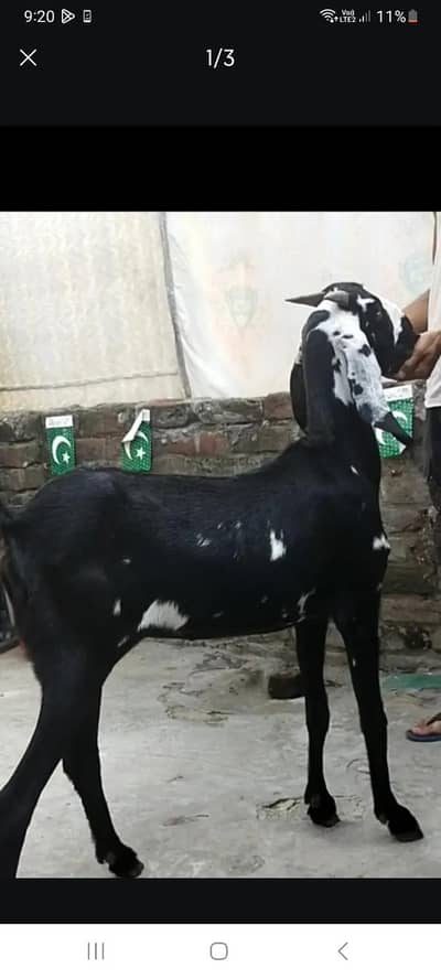 dasi bakri gaban path 03098289032