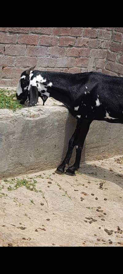 dasi bakri gaban path 03098289032