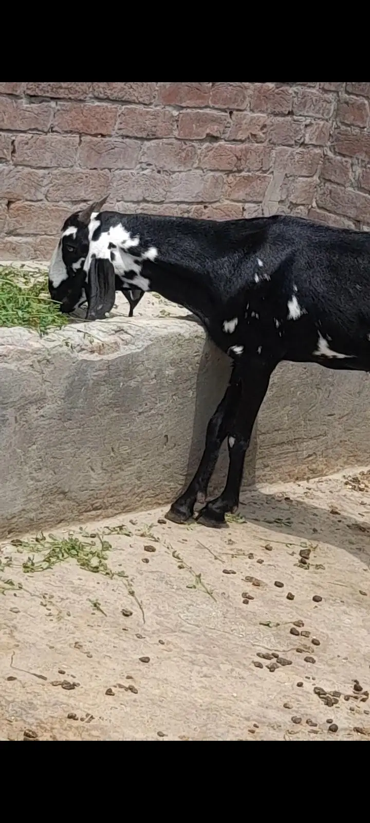 dasi bakri gaban path 03098289032 — photo 2