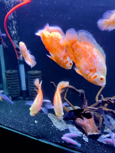 Red chilli oscar for sell