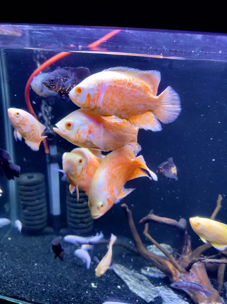 Red chilli oscar for sell — photo 3