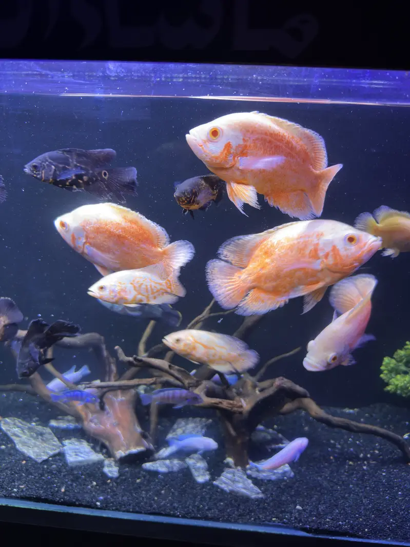 Red chilli oscar for sell — photo 4