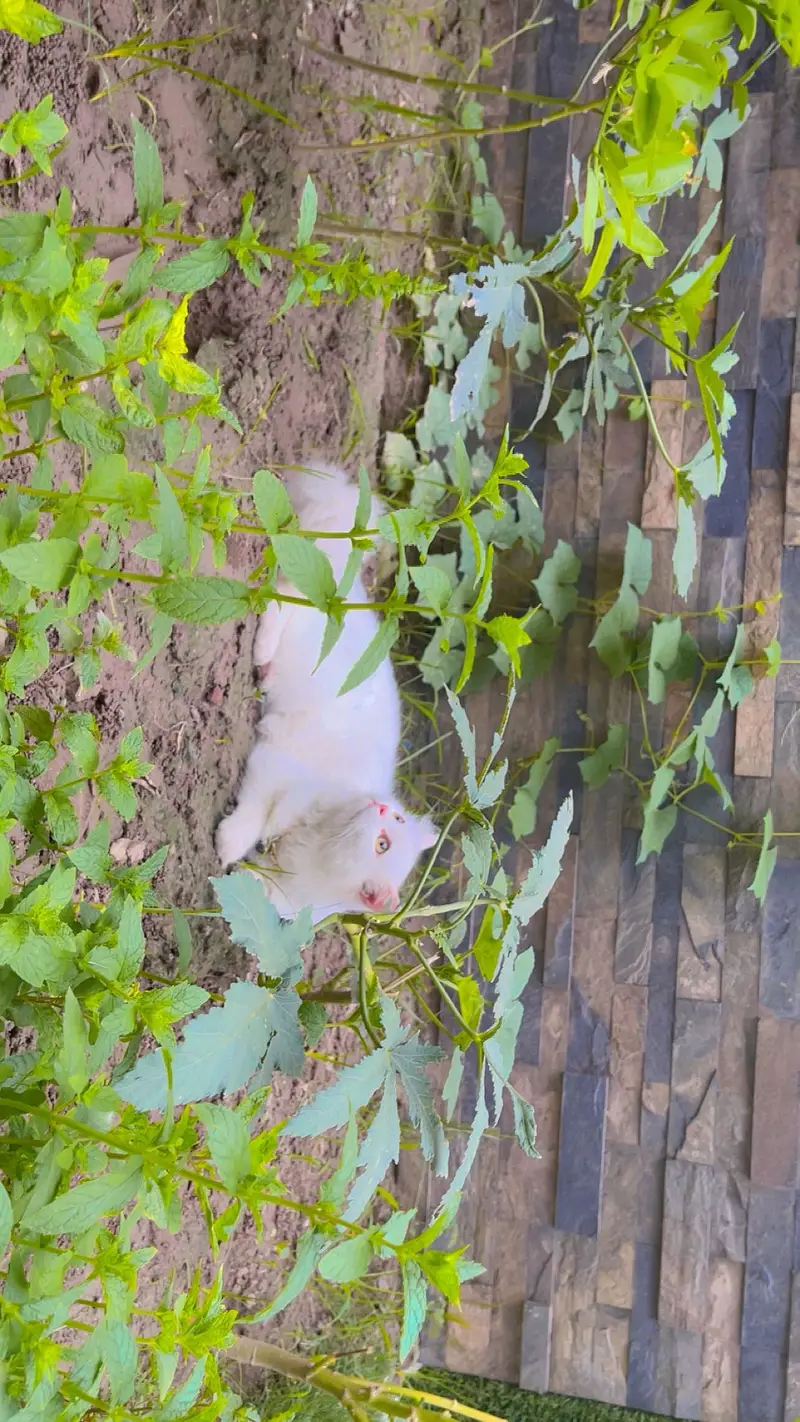 Pure White Triple Coat Persian Male 1 Year | Vaccinated | Home Trained — photo 2