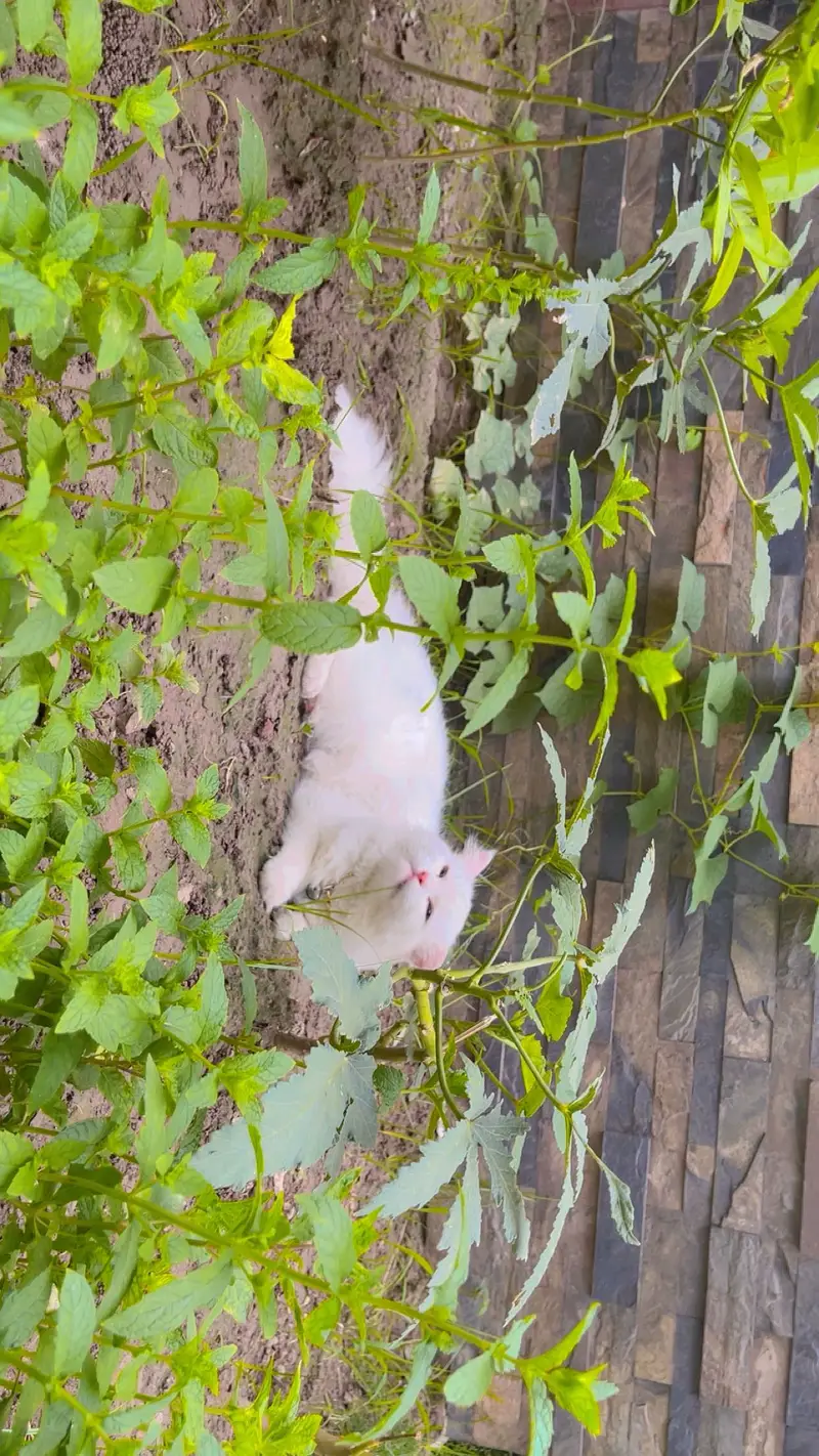 Pure White Triple Coat Persian Male 1 Year | Vaccinated | Home Trained — photo 3