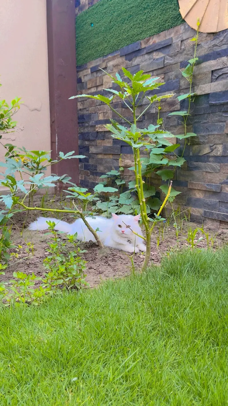 Pure White Triple Coat Persian Male 1 Year | Vaccinated | Home Trained — photo 4