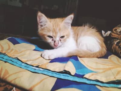 Urgent sale
