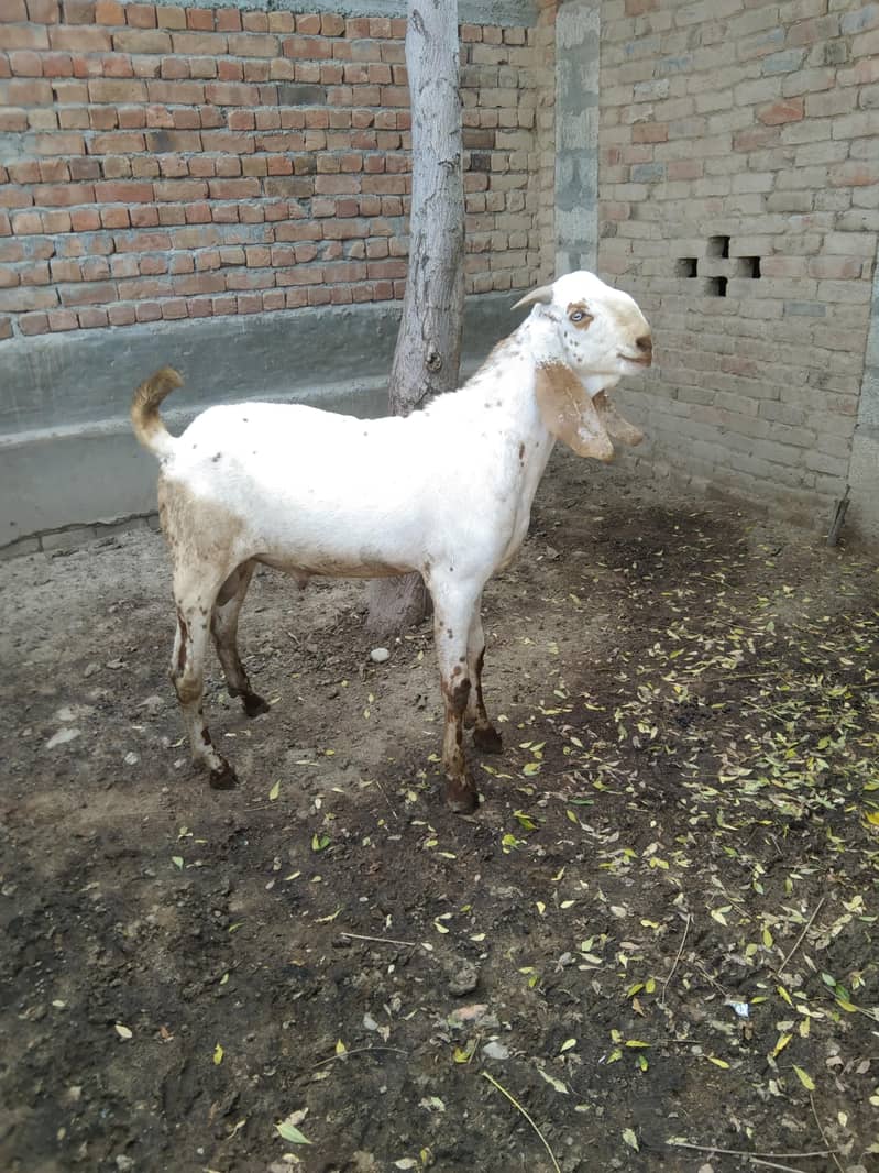 Goats 1