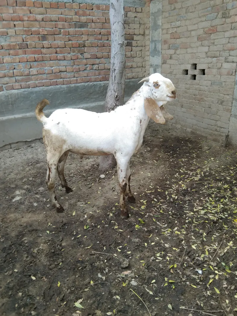 Goats — photo 2