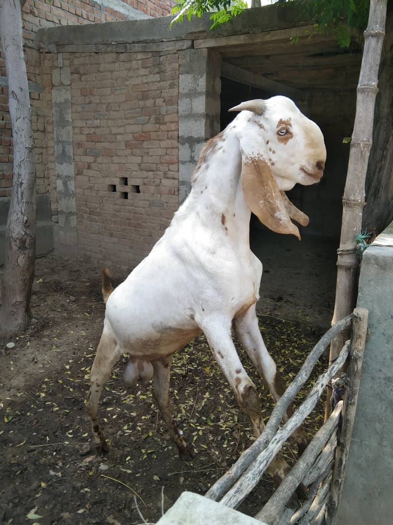 Goats 2