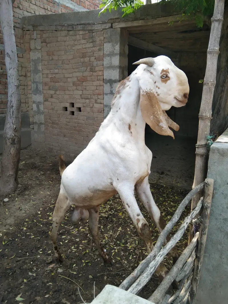 Goats — photo 3