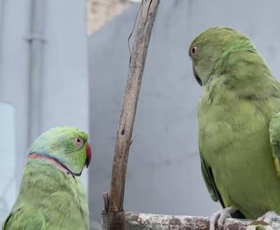ringneck pair