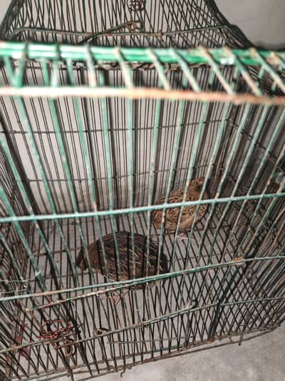 healthy bateer for sale