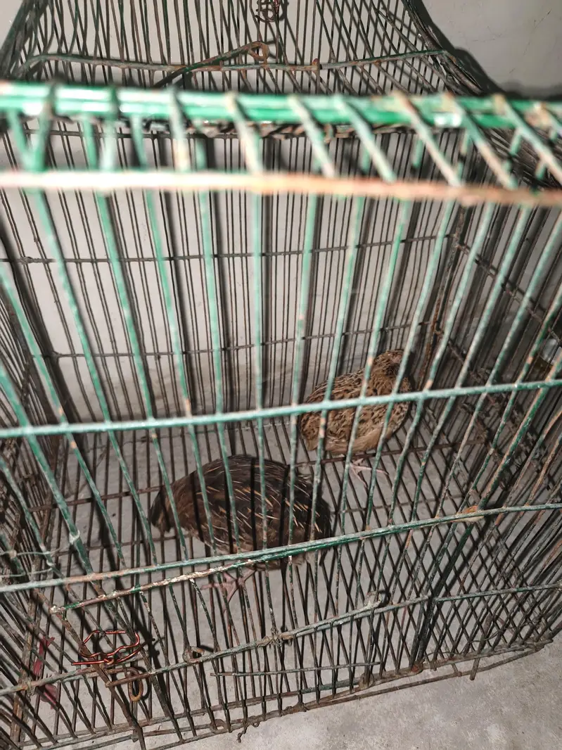 healthy bateer for sale