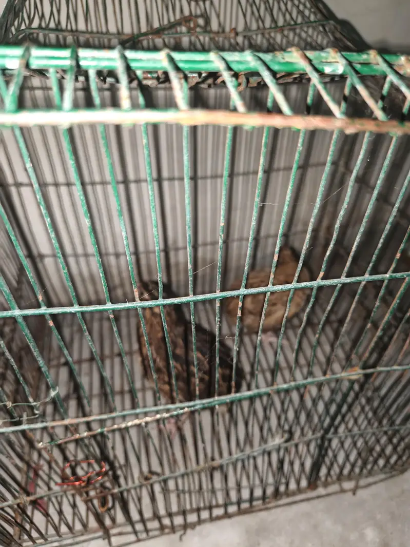 healthy bateer for sale — photo 2