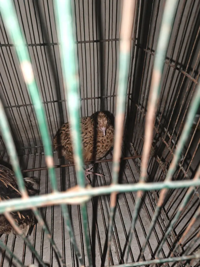 healthy bateer for sale — photo 3