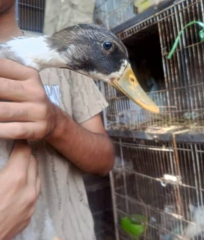 Duck For sale