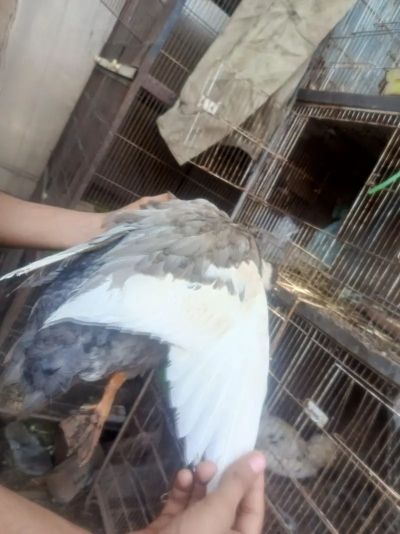 Duck For sale — photo 3