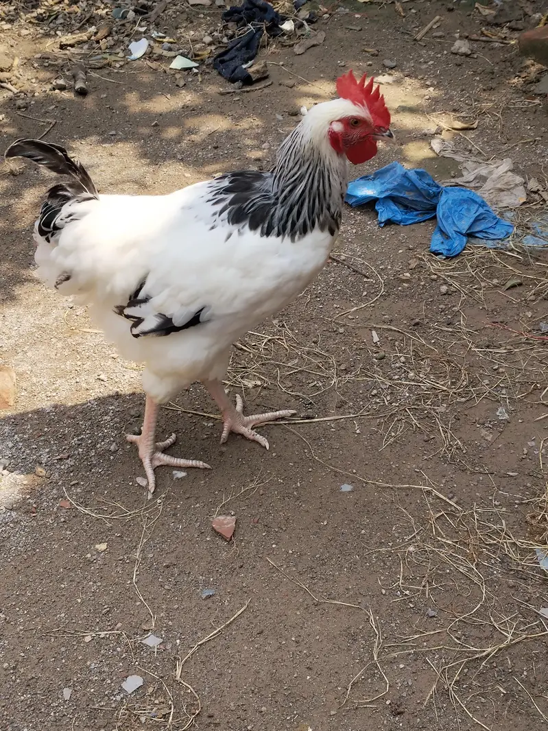 Sussex male / light Sussex male/ light Sussex murga — photo 3