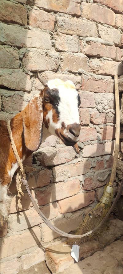 Dasi bakri bachy k sath