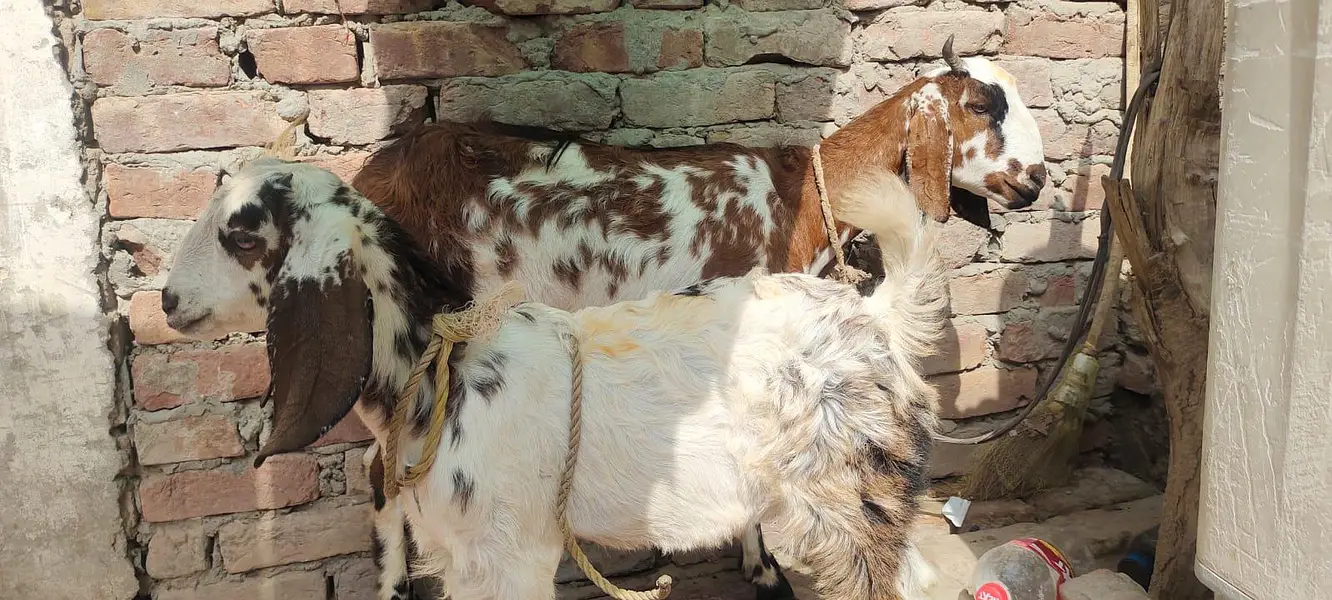 Dasi bakri bachy k sath — photo 2