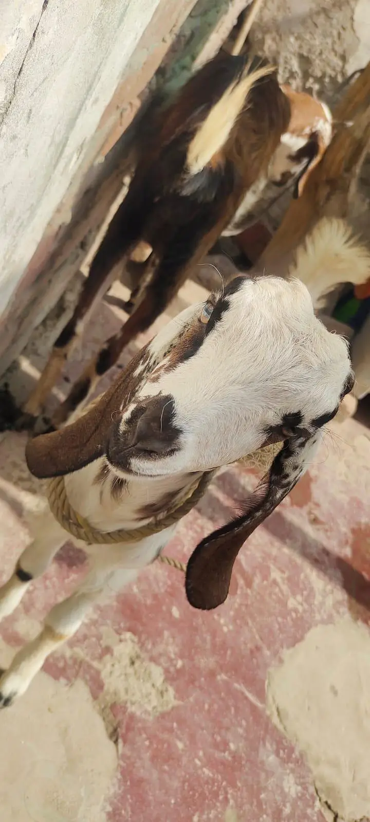 Dasi bakri bachy k sath — photo 3