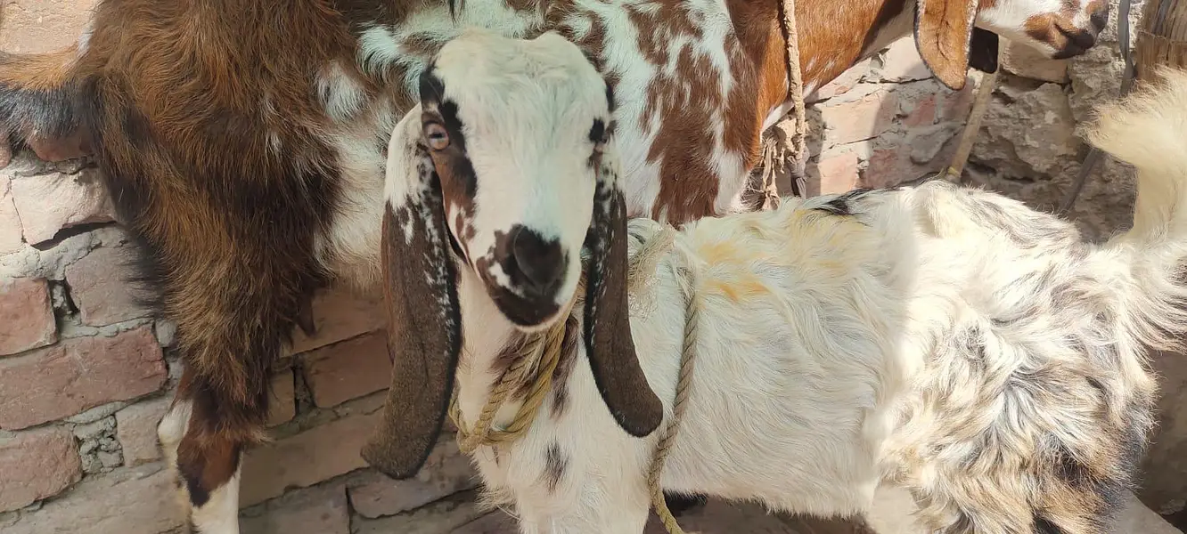 Dasi bakri bachy k sath — photo 4
