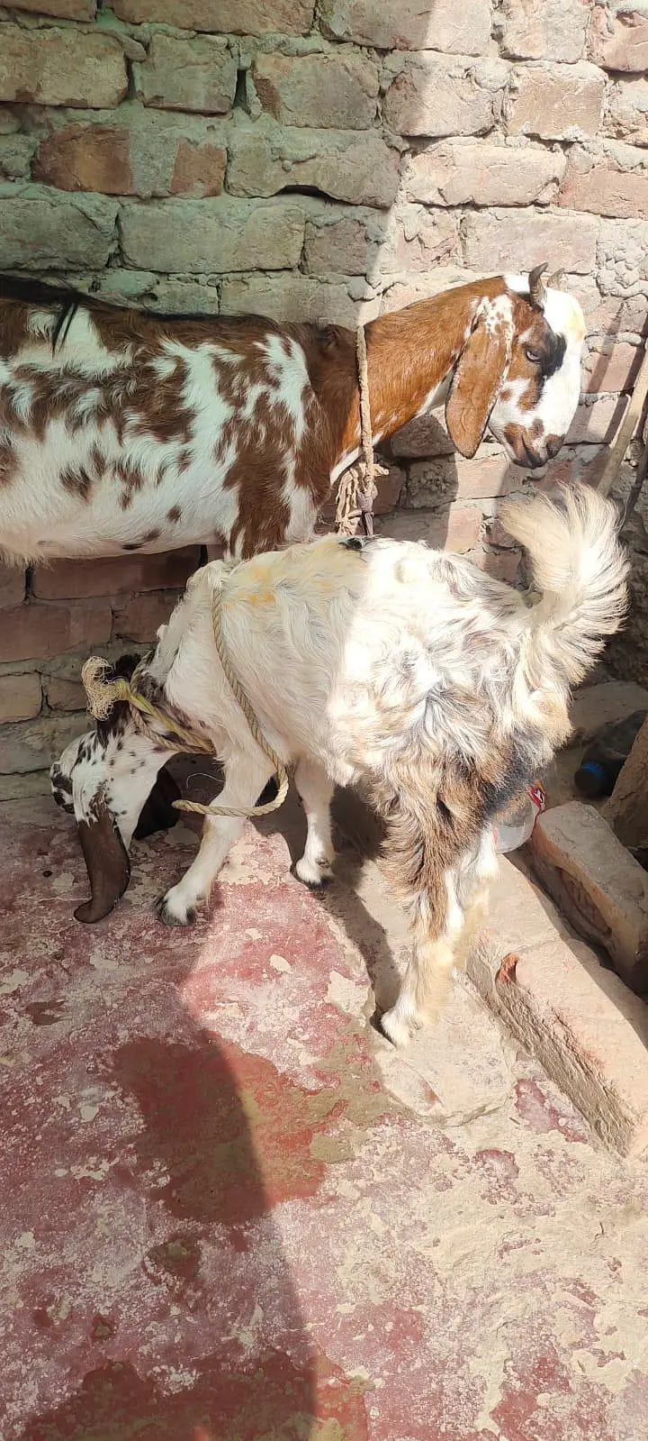 Dasi bakri bachy k sath — photo 5