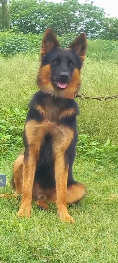 German Shepherd mail 8 mahnt for sale available for sale
