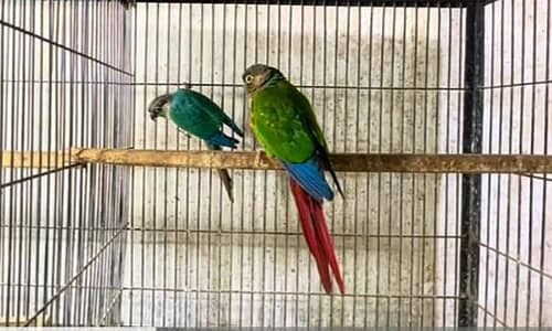 Blue nd green conure