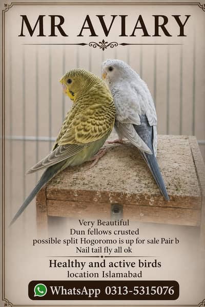 Beautifully Dun fellow and Rainbow pairs