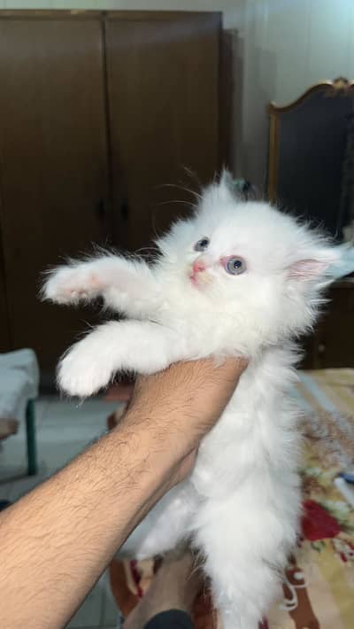 Persian cat kitten available